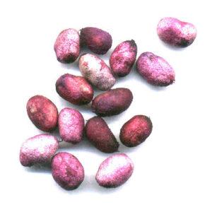 jamun-seeds - Copy